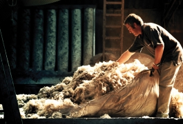 Lavage des toisons de laine
